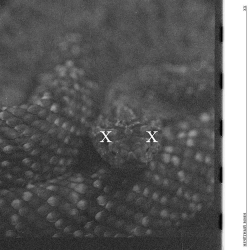 Би-2 & Agatha Christie - Всё, как он сказал