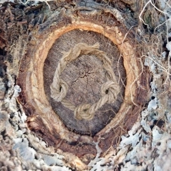 Najana - Joik of the Wind