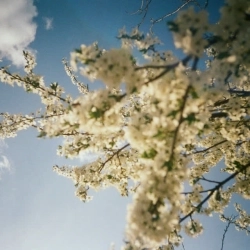 SadSvit & Do Sliz - Луги